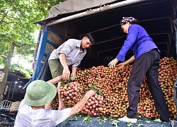 309 thương nhân Trung Quốc được nhập cảnh đến Lục Ngạn mua vải thiều