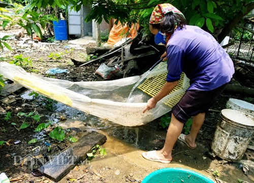 Lạng Sơn: Nuôi ruồi lấy trứng chăn nghìn con gà vàng như rơm, thương lái tranh nhau mua