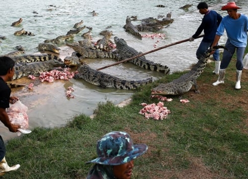 Du khách hết hồn khi tới trang trại cá sấu lớn nhất Thái Lan