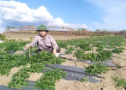 Trồng thứ cây thuốc bổ ra củ quý, dân ở đây gọi là nhân sâm Phú Yên