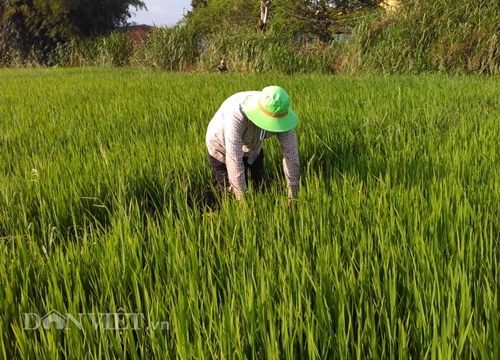 A Sào, lúa thơm ngon cỡ nào mà dân bán được 7.500 đồng/kg?