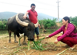 Bình Định: Hòa giải ngay tại cơ sở, xóm làng bình yên