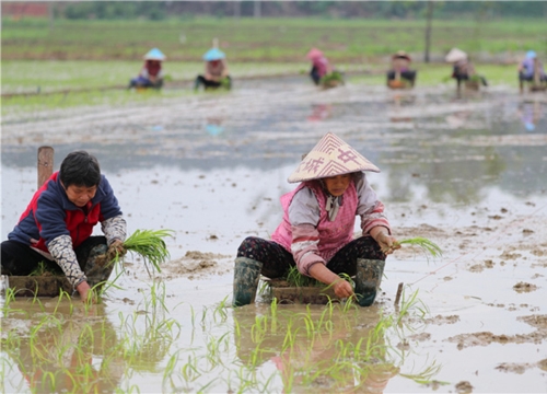 Cách xuống giống khác người giúp đỡ mỏi lưng của dân tộc Choang