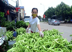 Người dân thôn Hạ Lôi gom hoa màu, chờ thời khắc dỡ bỏ cách ly