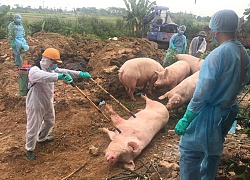 Dịch tả lợn châu Phi tái bùng phát tại nhiều địa phương