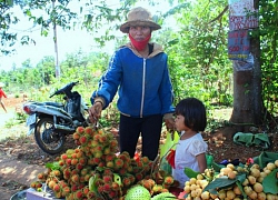 Độc lạ các loại trái cây rừng tràn xuống phố