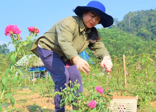 Hoa hồng trên đồi núi Tây Giang