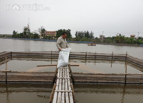 Nam Định: Đổ nợ vì tôm nhưng lại giàu lên nhờ nuôi thêm cá "khủng"