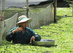 Nuôi loài ốc đặc sản tối ngày rong chơi ở ao bèo, thành triệu phú