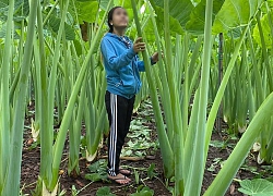 Ruộng dọc mùng "siêu khổng lồ" cao vượt đầu người, cô gái bước vào lọt thỏm như người lùn ở xử sở thần tiên!