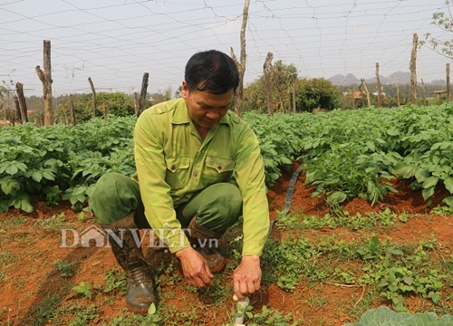 Sơn La: Nắng chang chang, khoai tây trồng ở đây vẫn tốt ngùn ngụt