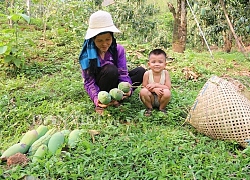 Sơn La: Sau mưa đá, xoài Yên Châu trái ít lại còn xấu, dân lo đói