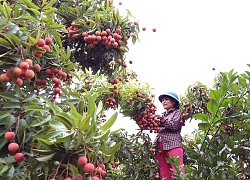 Xuất khẩu quả vải tươi: Đề nghị Nhật Bản ủy quyền kiểm dịch thực vật