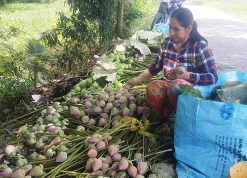 An Giang: Trồng sen Quan âm mang đến may mắn an lành, thương lái mua cả hoa, lá lẫn củ