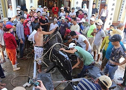 Cá voi hơn 1 tấn dạt vào bờ biển Nha Trang