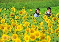 Đắm mình trong vườn hoa hướng dương rực rỡ tại Ninh Bình