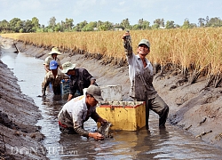 Kiên Giang: Cho tôm ở chung trong ruộng lúa, nông dân nhẹ công, lãi hàng trăm triệu