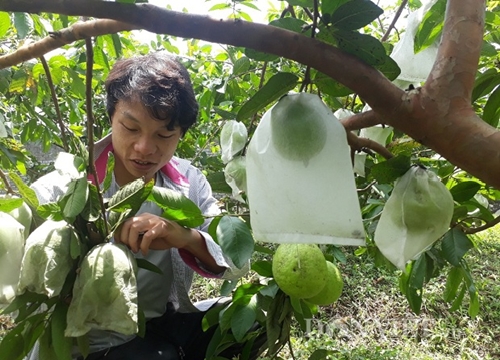 Lai Châu: Cất bằng kỹ sư ở nhà trồng ổi lê, 9X lãi 200 triệu/năm