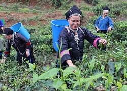 &#8220;Lên đời&#8221; chè xuân trên đỉnh Chế Là, bán giá gần nửa triệu đồng/kg