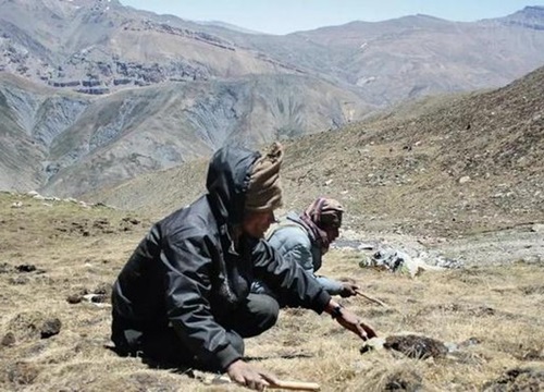 Người Nepal không thể thu hoạch nấm quý trên Himalaya do Covid-19