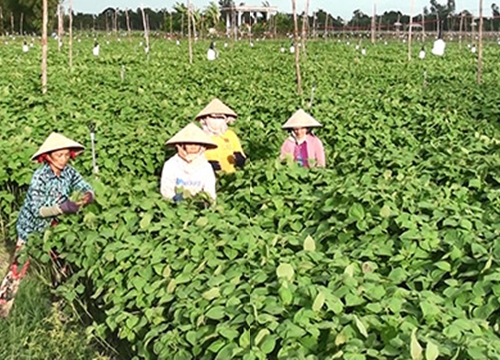 "Nở rộ" tỷ phú nông dân trên đất An Giang