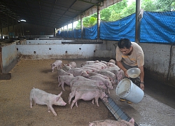 Cao Bằng: Nỗ lực tái đàn lợn