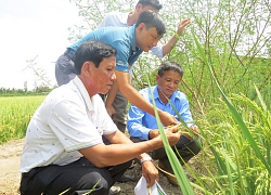 "Ông vua" lúa giống ở miền Tây