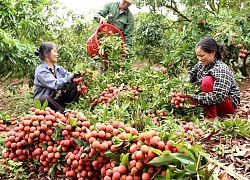 Trung Quốc được mùa vải thiều, Việt Nam tăng tiêu thụ nội địa