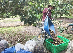 Ăn trái măng cụt hôm nay nhớ chuyến du ngoạn ngày xưa