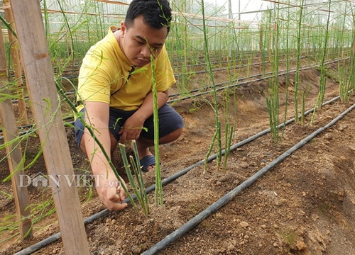 Điện Biên: Giâm "cây lạ" ở nhà lưới, dân hỏi trồng cỏ gì thế, bảo là "rau hoàng đế"