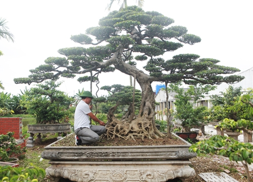 "Đại gia nông thôn" chi 10 tỷ mua 3 cây sanh "khủng", xôn xao cả một vùng quê