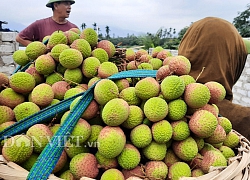 Quảng Ninh: Bội thu vải chín sớm, thương lái kéo về mua nườm nượp, nông dân thu tiền tỷ