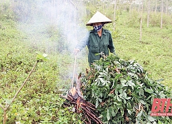 Tiêu hủy 1.250 ha sắn bị nhiễm bệnh khảm lá sắn