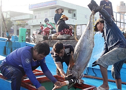 Trung Quốc ngang nhiên cấm đánh bắt cá trên biển Đông, Bộ NNPTNT động viên ngư dân vươn khơi