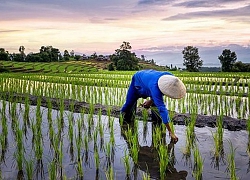 'We Love Thailand' - Chiến dịch kích cầu du lịch hậu Covid-19 của Thái Lan: Lôi kéo du khách lên núi, về quê trồng lúa, giã gạo trốn dịch