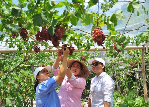 Vườn nho trĩu quả trên vùng đất phèn mặn thu hút khách du lịch