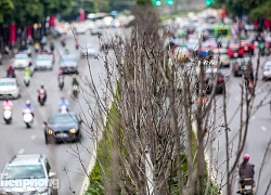 Đầu hè, hàng phong lá đỏ ở phố Hà Nội giờ ra sao?