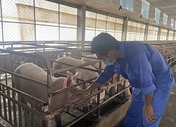 Giá heo hơi hôm nay 14/5: Giá heo đạt đỉnh 97.000đ/kg, Thủ tướng yêu cầu đưa về 60.000đ/kg