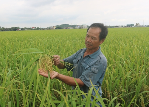 Hai giống lúa TBR225 và Thái Xuyên 111 "hài lòng" nông dân xứ Thanh