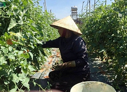 Lâm Đồng rau, hoa tăng giá trở lại nhà vườn phấn khởi