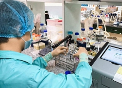 Lấy máu chuột để đánh giá vaccine Covid-19