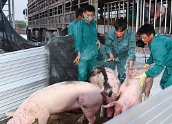 Tăng nhập khẩu lợn bố mẹ phục vụ tái đàn, quý 4 sẽ có đủ lợn giống, giá hết "sốt"