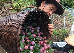 Thực hư loại mận Việt Nam đắt ngang nho Mỹ, ngọt như cherry được chị em săn lùng
