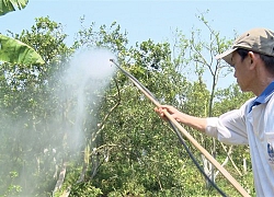 Chuyện lạ Đồng Tháp: Cho cam, quýt &#8220;uống&#8221; nước dừa, &#8220;ăn&#8221; trứng vịt, chuối chín