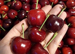 Hết thời giá rẻ, nhà giàu Việt ăn cherry Mỹ 1 triệu đồng/kg