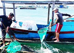 Khánh Hòa: Đã nuôi thành công loài cá hồng Mỹ và cá bớp bán đắt tiền