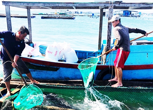 Khánh Hòa: Đã nuôi thành công loài cá hồng Mỹ và cá bớp bán đắt tiền