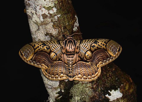 Thưởng thức hình ảnh bướm đêm lấp lánh nổi bật giữa bóng tối, gợi lên sự cân lắng, trầm tư và mong đợi trong từng chuyển động.