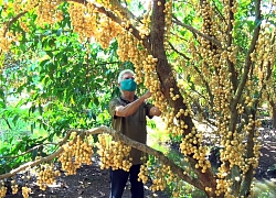 Những vườn dâu chín rụng nhưng chưa có thương lái tìm mua