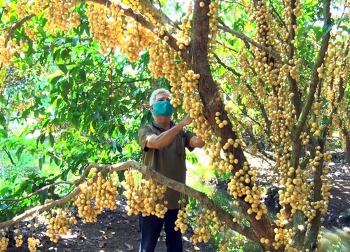 Những vườn dâu chín rụng nhưng chưa có thương lái tìm mua